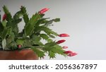 Red Blooming Christmas Cactus   ...