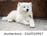 Small photo of A happy dog of the Samoyed breed. Samoyed dog have a friendly and agreeable disposition
