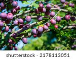 Ripe Plums On A Tree Branch In...