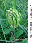 Small photo of Liquorice milkvetch, Wild liquorice, Wild licorice (Astragalus glycyphyllos)