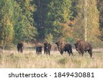 The wild european bison in the...