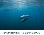 Bottlenose Dolphins Swimming In ...