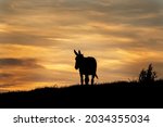 Donkey Looking On Sunset....