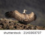 Griffon Vulture On The Rock....