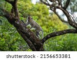 Crab eating macaque is climbing on the tree. Macaque on Mauritius island. Exotic wildlife. 
