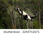 Ruffed Lemur In The Andasibe...
