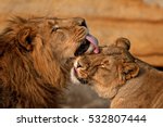 Lion  panthera leo 