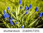 Hyacinth Flowers Grow From The...