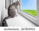 Cat Sits On A Windowsill And...