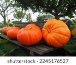 Four Pumpkins On A Bench