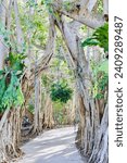 Small photo of Tree lined path at Selby Gardens in Sarasota