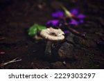 Closeup Mushroom Picture In The ...