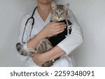 Small photo of Veterinarian doctor with stethoscope holding spayed cat in postoperative bandage, medical blanket in veterinary clinic. Pet after cavitary operation, castration, sterilization, looking at camera