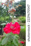 Small photo of Rose Flower In Grave Yard TPU Sako Borang Palembang