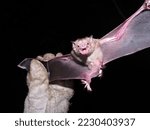 Small photo of I am the rarity among the vampire bats of the Americas. Nice to meet you, I am Diaemus youngi, the vampire bat white wings, captured in northeastern Brazil.