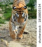 Siberian Tiger Is A Population...