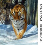 In Winter Amur Siberian Tiger...