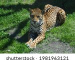 Jaguar In Wild  A Cat Feline In ...