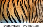 Skin Of Amur Siberian Tiger Is...