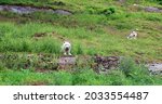 Small photo of Arctic Wolf or Polar White Wolf, is a subspecies of the Gray Wolf, a mammal of the family Canidae. Arctic Wolves inhabit the Canadian Arctic, Alaska and Greenland.