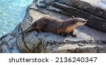 Small photo of Otters are carnivorous mammals in the subfamily Lutrinae. The 13 extant otter species are all semiaquatic, aquatic or marine, with diets based on fish and invertebrates.