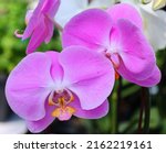 The Orchidaceae Are A Diverse...