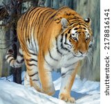 Small photo of Amur Siberian tiger is a Panthera tigris tigris population in the Far East, particularly the Russian Far East and Northeast China