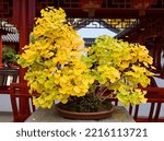 Small photo of Ginkgo biloba known as ginkgo or gingko Japanese bonsai. It is an Asian art form using cultivation techniques to produce small trees in containers that mimic the shape and scale of full size