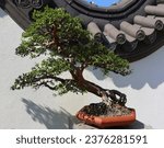 Small photo of Bonsai. It is an Asian art form using cultivation techniques to produce small trees in containers that mimic the shape and scale of full size trees