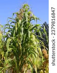 Small photo of Flint corn (Zea mays var. indurata; also known as Indian corn or sometimes calico corn) is a variant of maize, the same species as common corn