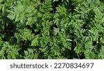Small photo of Poison Hemlock (Conium maculatum) close up. Deadly Poison Hemlock leaves in early spring before bloom. Poisonous plant used to execute Greek philosopher Socrates according to legend.
