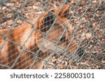 A Caged Dingo Looks On.