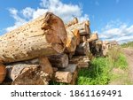 Broken Old Cut Tree Logs Piled...