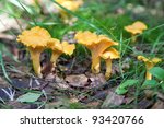 Chanterelle In The Grass