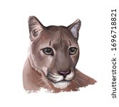 Cougar Large Felid Native To...