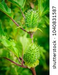 Small photo of Ecballium elaterium or Squirting cucumber, interesting plant. Beautiful fruits