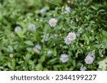 Small photo of camomile flowers with green leaves background.Camomile in the nature. Camomile daisy flowers in summer day.