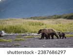 Alaska wild grizzly mother bear and cubs