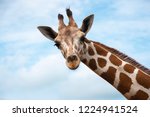 Closeup Giraffe On Blue Sky...