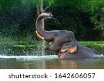 A male Asian elephant is enjoying bathing.