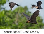 Small photo of Lyle's flying fox flying on blue sky, big bats