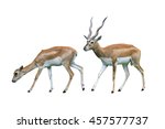 Blackbuck  Antilope Cervicapra  ...