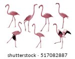 Bird Flamingo Walking On A...