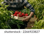 Small photo of Farmer man picking up fresh raw vegetables. Basket with fresh organic vegetables and peppers in the hands. Focus on crate of raw veggies