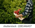Small photo of Organic farmer holding freshly picked vegetables in an agricultural field. A self-sustainable man gathering fresh green and red produce in his garden during harvest season.