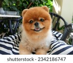 Small photo of Orange spitz Pomeranian dog smiling on chair in front of house
