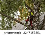 Small photo of RIGA, LATVIA. 28th September 2020. Selective focus photo. Arborist on the tree. Arborist is a person whose job is to take care of trees and make sure that they are healthy and safe.