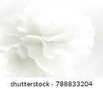 White Flowers Background. Macro ...