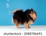 Small photo of Pomeranian spitz dog fart. Gas and indigestion. Wrong dog food, the cause of poisoning, diseases and constipation. Pets diet.