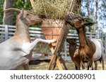 Small photo of Cameroon Dwarf Goats are eats hay from feeder at the farm.